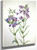 Prairie Pentstemon (Pentstemon Erianthera) 21 By Mary Vaux Walcott
