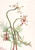 Pseudocymopterus Montanus By Mary Vaux Walcott