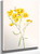 Psilostrophe Sparsiflora By Mary Vaux Walcott