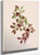 Ptarmiganberry (Arctous Alpina) By Mary Vaux Walcott