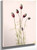 Purple Prairieclover (Petalostemon Purpureum) By Mary Vaux Walcott