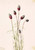 Purple Prairieclover (Petalostemon Purpureum) By Mary Vaux Walcott