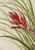 Quill Leaf Tillandsia (Tillandsia Fasciculata) By Mary Vaux Walcott
