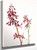 Red Larkspur (Delphinium Nudicale) By Mary Vaux Walcott