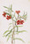Red Monkeyflower (Diplaucus Puniceus) By Mary Vaux Walcott