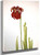 Red Pitcherplant (Sarracenia Jonesii) By Mary Vaux Walcott