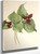 Red Trillium (Trillium Erectum) By Mary Vaux Walcott