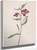Red Willowweed (Epilobium Latifolium) By Mary Vaux Walcott