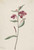 Red Willowweed (Epilobium Latifolium) By Mary Vaux Walcott