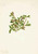 Rock Willow (Salix Petrophila) By Mary Vaux Walcott