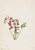 Rocky Mountain Kalmia (Kalmia Microphylla) By Mary Vaux Walcott