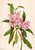 Rose Bay Rhododendron (Rhododendron Carolinianum) By Mary Vaux Walcott