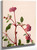 Sand Verbena (Abronia Umbellata) By Mary Vaux Walcott