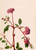Sand Verbena (Abronia Umbellata) By Mary Vaux Walcott