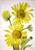 Satinleaf Goldenhead (Enceliopsis Covillei) By Mary Vaux Walcott