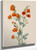 Scarlet Globe Mallow (Sphaeralcea Grossulariaefolia) By Mary Vaux Walcott