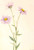 Showy Fleabane (Erigeron Salsuginosus) By Mary Vaux Walcott