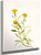 Sidesaddle Goldenrod By Mary Vaux Walcott