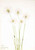 Slender Cotton Grass (Eriophorum Chamissonis) By Mary Vaux Walcott
