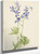 Slim Larkspur (Delphinium Depauperatum) By Mary Vaux Walcott