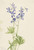 Slim Larkspur (Delphinium Depauperatum) By Mary Vaux Walcott