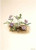 Southern Coast Violet (Viola Septemloba) By Mary Vaux Walcott