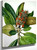 Southern Magnolia (Magnolia Grandiflora) 1 By Mary Vaux Walcott