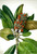Southern Magnolia (Magnolia Grandiflora) 1 By Mary Vaux Walcott