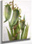 Spanish Bayonet (Yucca Baccata) By Mary Vaux Walcott