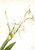 Spider Lily (Hymenocallis Rotata) By Mary Vaux Walcott