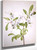 Sweet Azalea (Azalea Arborescens) By Mary Vaux Walcott