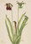 Sweet Pitcherplant (Sarracenia Rubra) By Mary Vaux Walcott