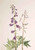 Tall Larkspur (Delphinium Elongatum) By Mary Vaux Walcott