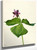 Trillium Erectum By Mary Vaux Walcott