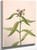 Turtlehead (Chelone Glabra) 1 By Mary Vaux Walcott