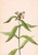 Turtlehead (Chelone Glabra) 1 By Mary Vaux Walcott
