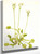 Venus Flytrap (Dionaea Muscipula) By Mary Vaux Walcott