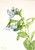 Virginia Bluebells (Mertensia Virginica) By Mary Vaux Walcott