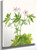 Western Cranesbill (Geranium Viscosissimum) By Mary Vaux Walcott