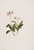 Western Pipsissewa (Chimaphila Umbellata) By Mary Vaux Walcott
