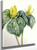 Whippoorwill Flower (Trillium Hugeri) By Mary Vaux Walcott