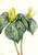 Whippoorwill Flower (Trillium Hugeri) By Mary Vaux Walcott