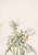 White Dawnrose (Pachyloplus Marginatus) By Mary Vaux Walcott