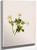 White Globeflower (Trollius Albiflorus) By Mary Vaux Walcott