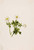 White Globeflower (Trollius Albiflorus) By Mary Vaux Walcott