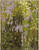 Wisteria (Also Known As Kwitnące Glicynie) By Edward Okun