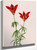 Wood Lily (Lilium Philadelphicum) By Mary Vaux Walcott