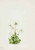 Wood Nymph (Moneses Uniflora)B By Mary Vaux Walcott