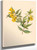 Yellow Jessamine (Gelsemium Sempervirens) By Mary Vaux Walcott