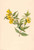 Yellow Jessamine (Gelsemium Sempervirens) By Mary Vaux Walcott